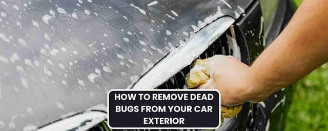 How to Remove Bugs From Car Without Damaging Paint