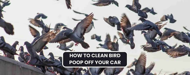 How to Remove Bird Poop from Your Car: Safe and Effective Methods