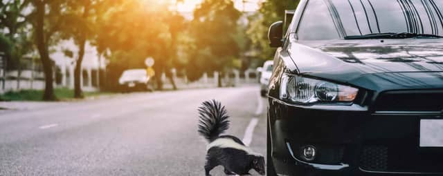 How to Get Skunk Smell Out of Your Car